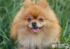 小宠物灭蚤药中毒了的解决方式