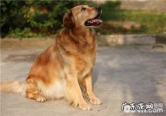 金毛狗驱虫药的知名品牌强烈推荐