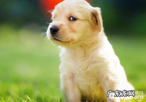 小狗乳房掉色的很有可能缘故