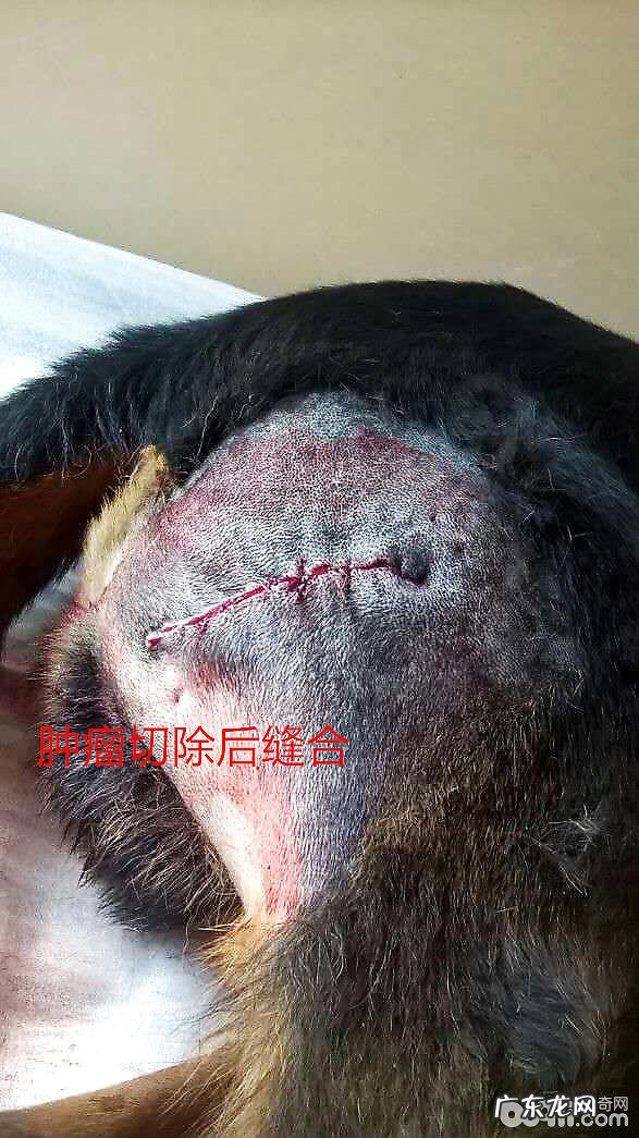 德国牧羊犬的恶性肿瘤实例