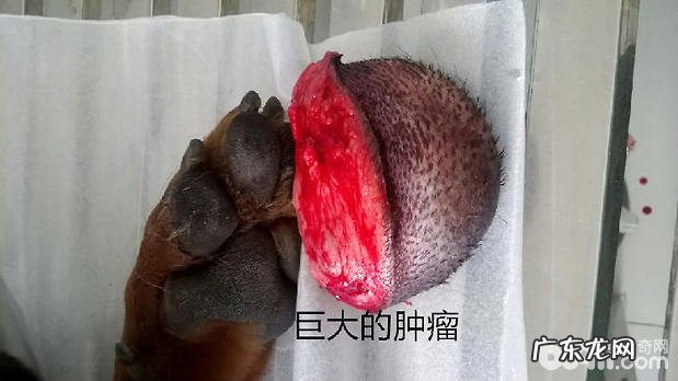 德国牧羊犬的恶性肿瘤实例