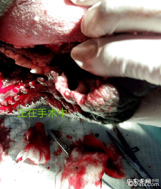 犬的口腔内部小肉粒摘除手术治疗