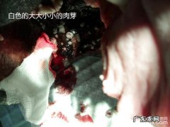 犬的口腔内部小肉粒摘除手术治疗