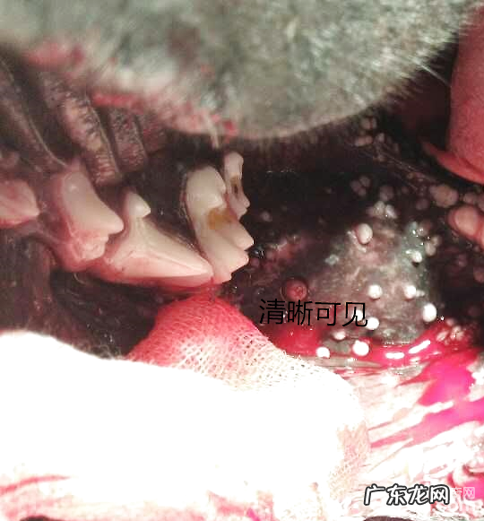 犬的口腔内部小肉粒摘除手术治疗