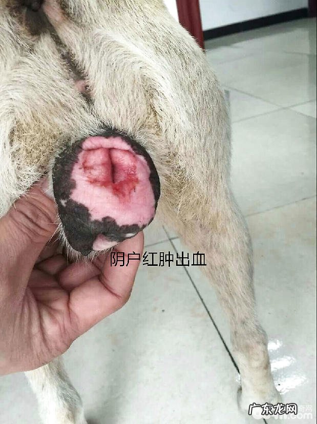 田园犬阴门肿胀病案