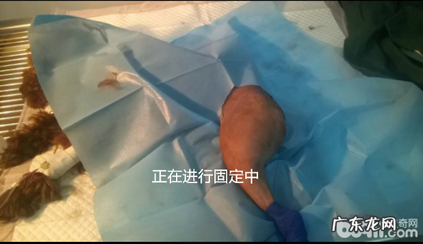 泰迪犬的骨裂外固定不动