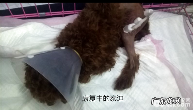 泰迪犬的骨裂外固定不动