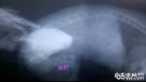 泰迪犬的骨裂外固定不动