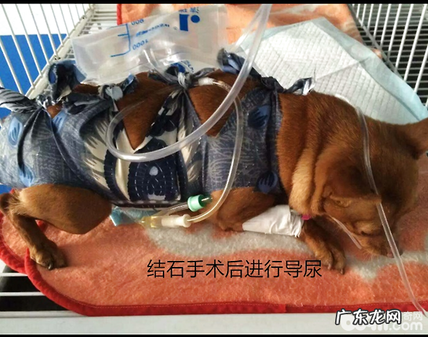 一例小鹿犬的膀胱结石