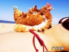 我不是一只鸡的歌 我不是一只鸡