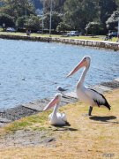 审美距离名词解释 审美距离说是谁提出的