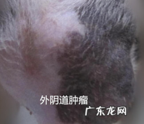 犬外阴道恶性肿瘤的病案