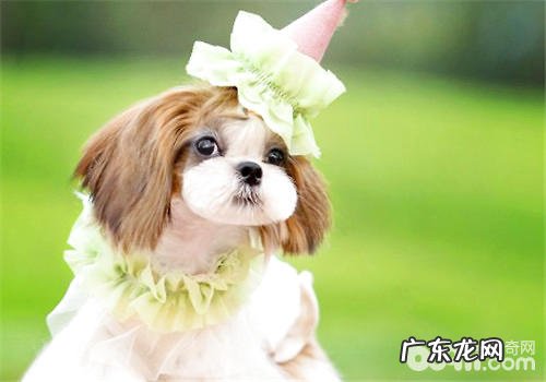 狗用狗驱虫药的几个方面提议