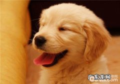 小狗驱虫的常见问题