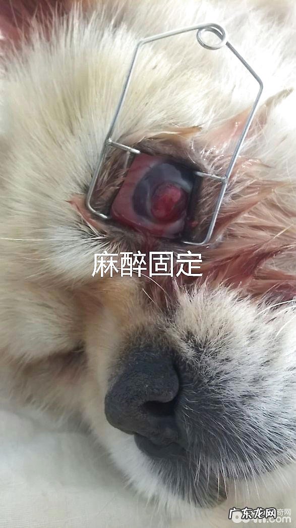 结膜炎遮住术 京巴的目光手术治疗