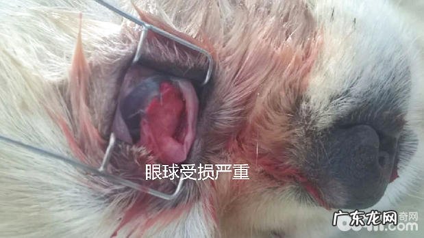 结膜炎遮住术 京巴的目光手术治疗