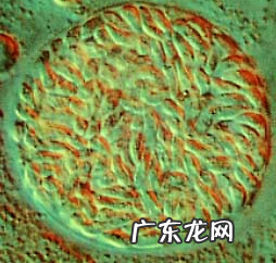 养宠物家中如何预防弓形虫病