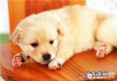 狗皮肤病常见疾病因及病症特性