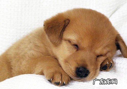 如何帮小狗去虱子