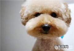 泰迪狗狗发烧感冒慎重应用人们感冒冲剂