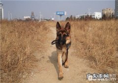 德牧皮肤疾病的医治提议