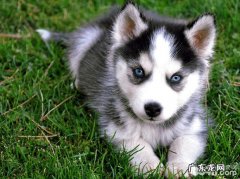 翻肠 金毛犬冠状病毒病症和治疗方法