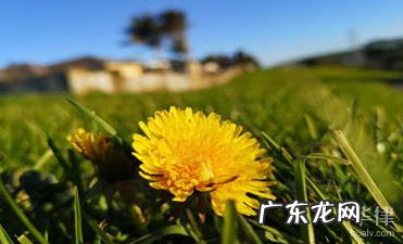 消费者购买行为类型有哪些?其特点是什么?