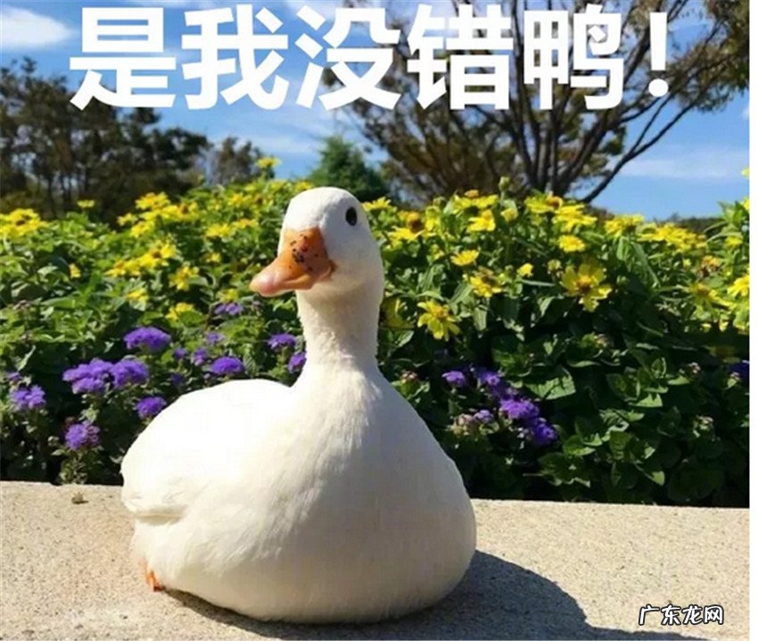 加拿大鹅为什么那么贵?好在哪里?是智商税吗 ?