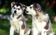 金毛犬瘟的病症和防止方式