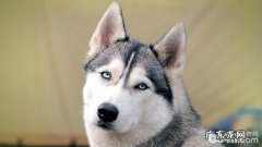 犬瘟 哈士奇犬瘟的治疗方法