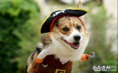 哈士奇狗狗怎么会反胃