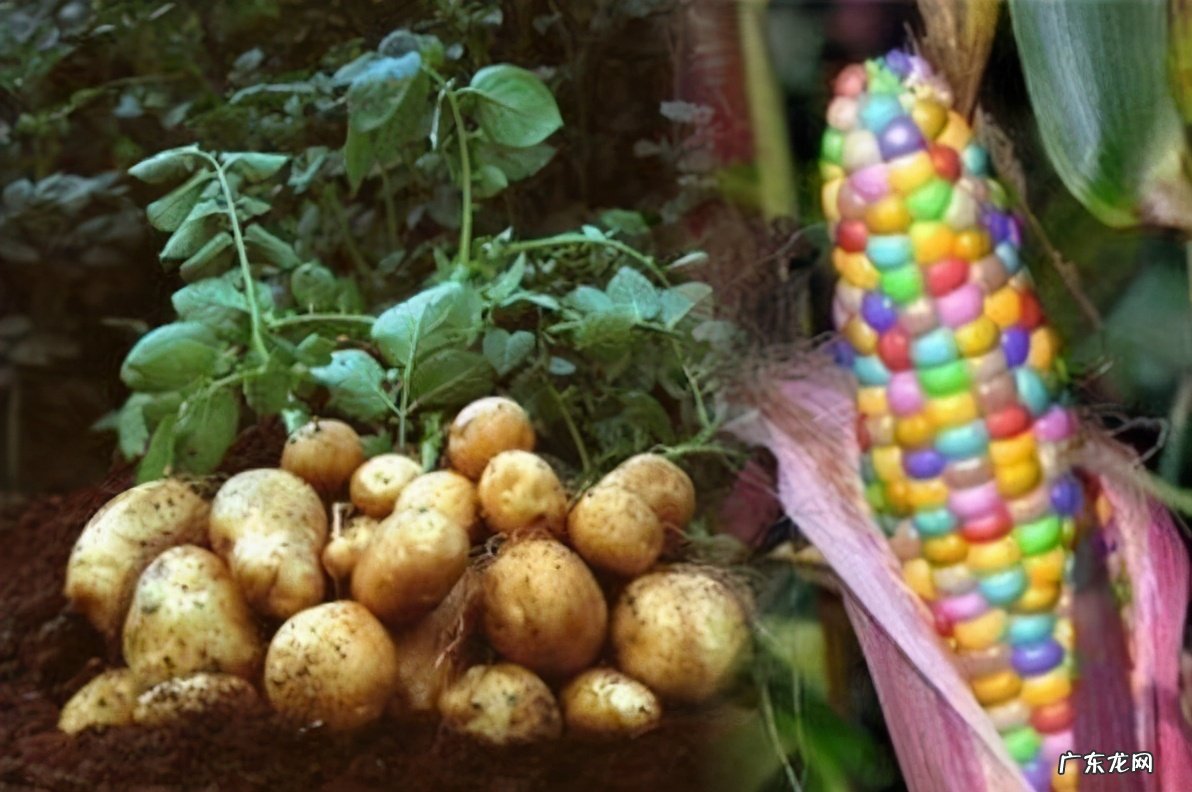 转基因食品的利弊 转基因食品有哪些危害