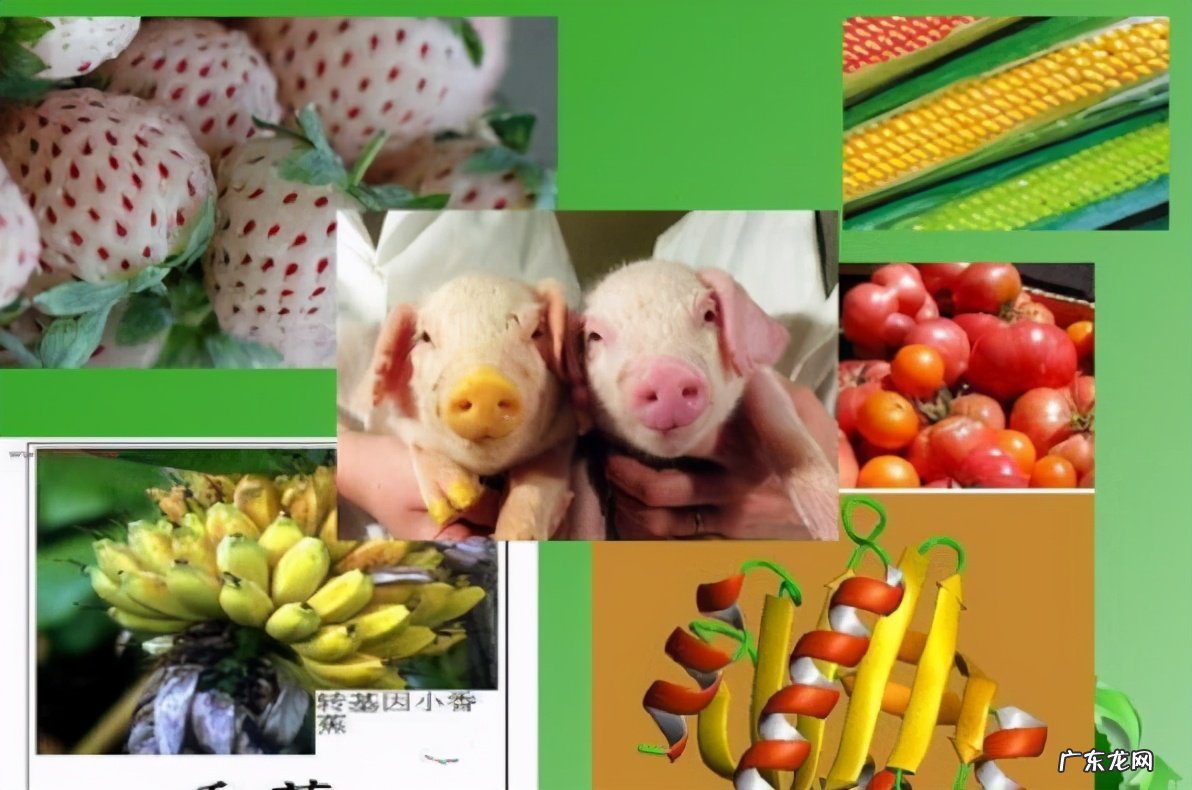 转基因食品的利弊 转基因食品有哪些危害