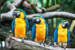 拼多多注销后多久能再开 拼多多店铺注销后多久可以重新开