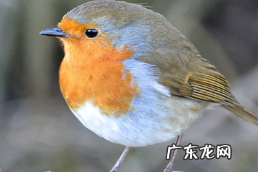 拼多多老店突然没流量 拼多多店突然没流量了怎么回事