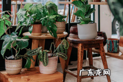 多多买菜是真的还是假的 多多买菜东西是真的吗