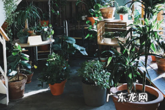 拼多多多多果园怎么和别人PK 多多果园怎么pk别人