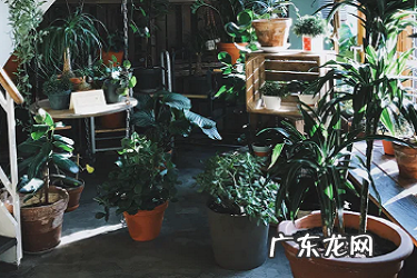 拼多多多多果园怎么和别人PK 多多果园怎么pk别人