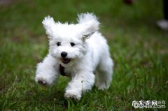 比熊皮肤疾病缘故和医治比熊皮肤疾病的方式