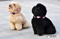 泰迪狗狗用补钙补锌吗？哪些的小狗用补钙补锌呢