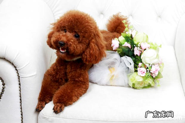 泰迪狗狗腹泻该怎么办