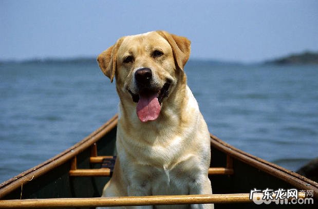 狗呕吐是什么原因?狗狗呕吐该怎么办?