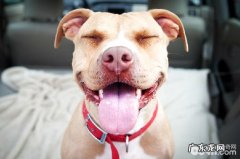 小狗扭伤怎么办