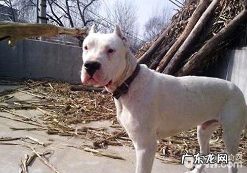 杜高犬拉肚子是怎么回事?