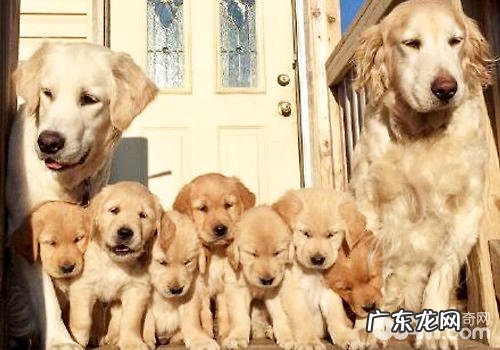 相关金毛交配必须留意的事宜