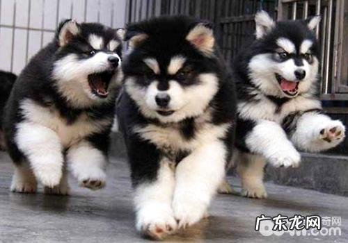 阿拉斯加犬胃肠疾病病发缘故及其治疗措施