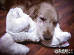 小狗四肢无力该怎么办