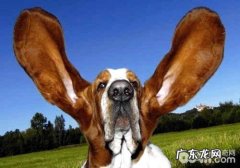 分辨小狗耳朵里面是不是身心健康的方式