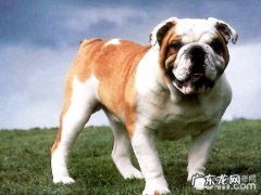 英国斗牛犬的这种病症暗示着病了