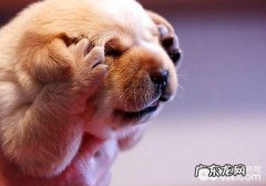 小狗的产后恶露不可以排空应该怎么办？